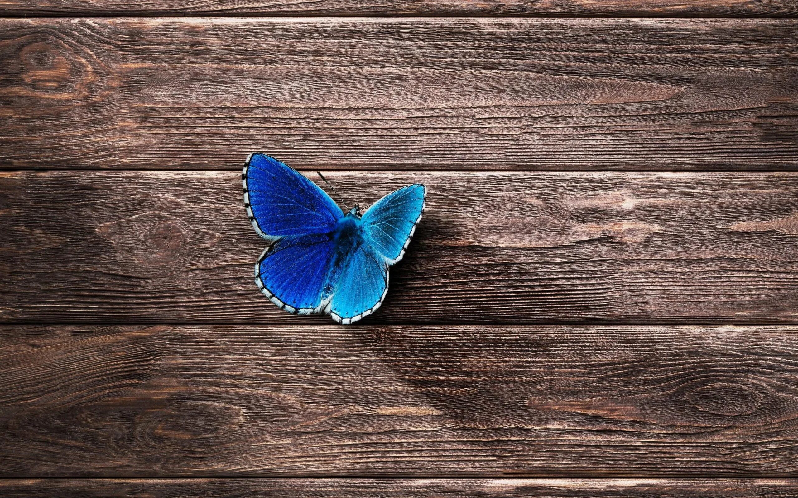 Бабочка на синем фоне. Фактура дерева. Обои на рабочий стол под дерево. Фон деревянные доски. Черный деревянный пол.