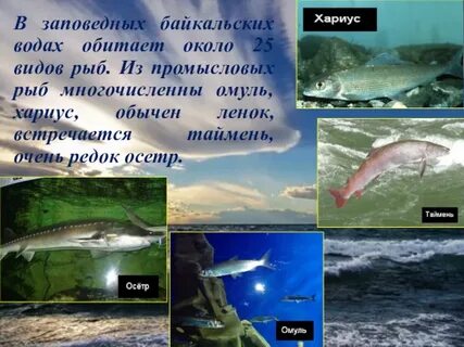 Среда обитания омуля