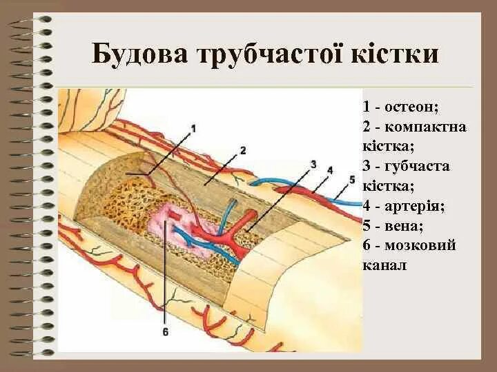 Остеон 2 синус. Будову кісткової тканини (остеони). Зарисувати. Остеон 1 прибор купить. Остеон 2