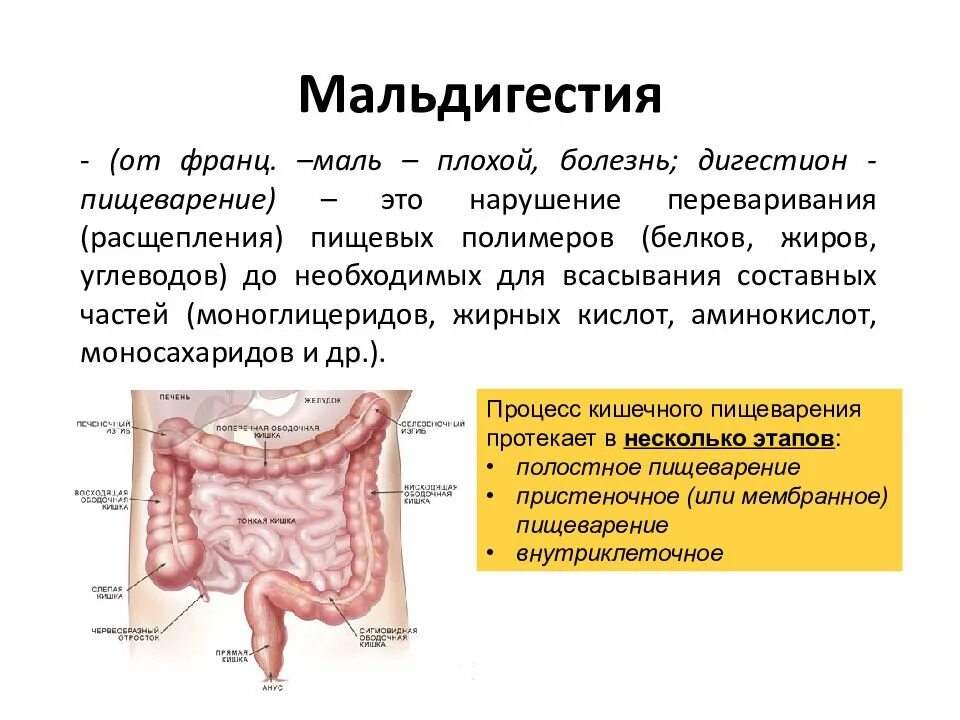 Симптомы мальабсорбции кишечника. Синдром мальабсорбции и мальдигестии пропедевтика. синдром мальдигестии клинические рекомендации. синдром мальабсорбции и мальдигестии у детей. синдром мальдигестии клинические проявления.