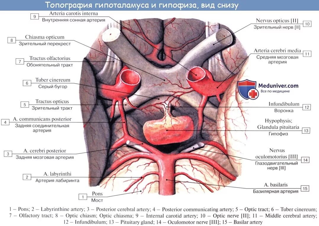 Артерии гипофиза. Гипофиз анатомия топография. Серый бугор, Tuber cinereum. Гипоталамус и гипофиз строение. Топография гипоталамуса и гипофиза.