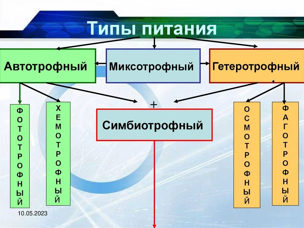 Типы питания. Типы питания экология. Автотрофный и гетеротрофный Тип питания. Типы питания биология.