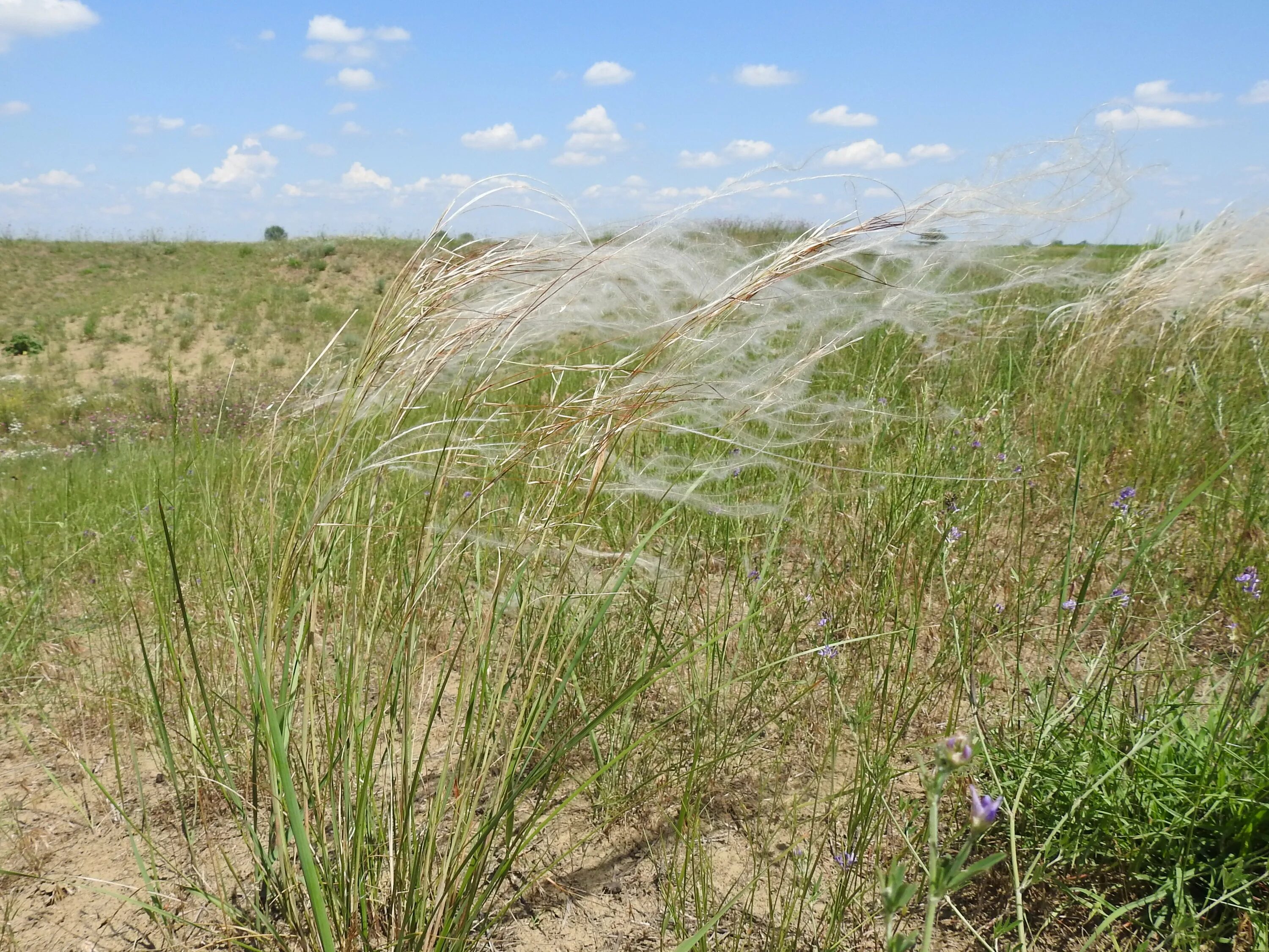полынно-злаковые степи ставропольского края. растения степей и полупустынь. типчак в полупустыне. саксаул растение пустыни. растения степей и полупустынь.