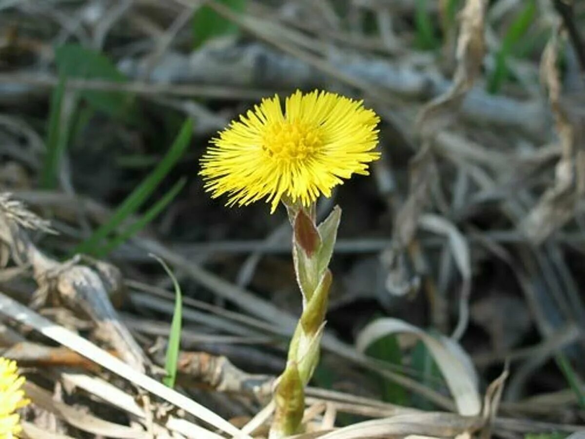 Весенние цветы мать и мачеха. Что быстрее зацветает. Цветение цветов. Посадка и цветение астр. Абрикос цветение весной.