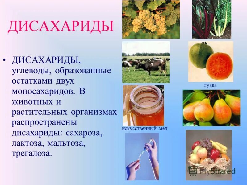 Нахождение в природе углеводов. Дисахариды нахождение в природе. Дисахариды презентация. Природные дисахариды. Дисахариды продукты.