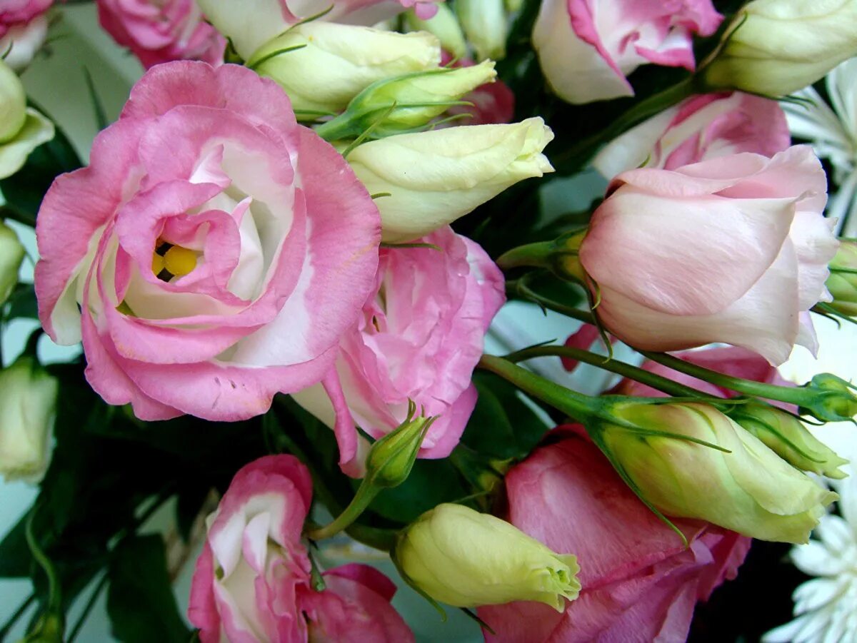Эустома бутоны. Эустома (lisianthus). эустома высокорослая. эустома рассела.