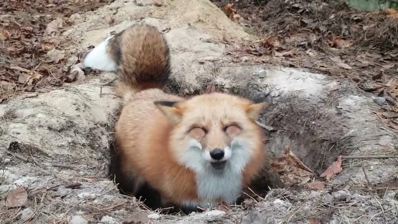 Лиса алиса видео на ютубе. Лиса алиса лисяо. ли сяо лиса алиса. ли сяо alice the fox лиса алиса. лисяо лиса алиса хозяин.