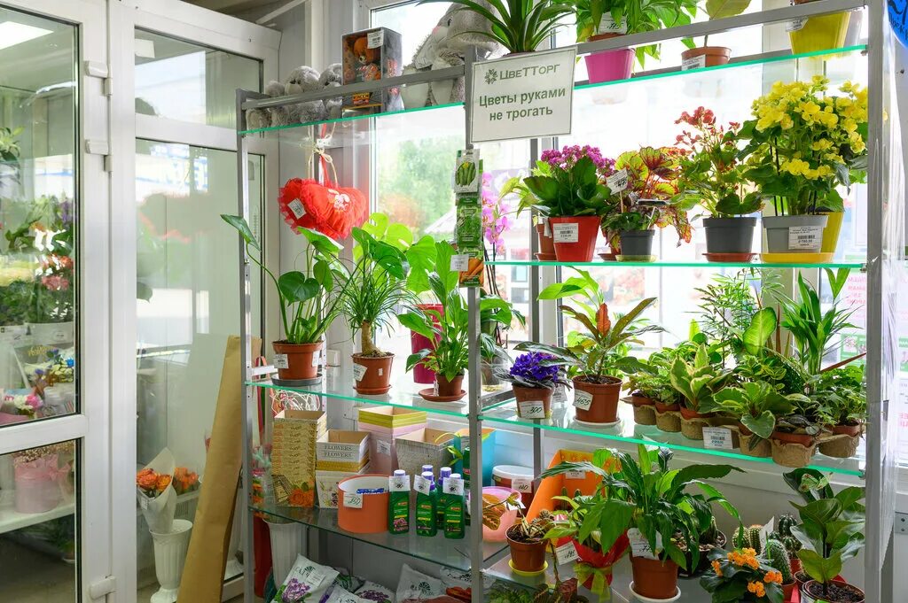 магазин комнатных растений тольятти. цветторг жигулевск. цветы в магазине. цветторг тольятти. выставка комнатных растений.