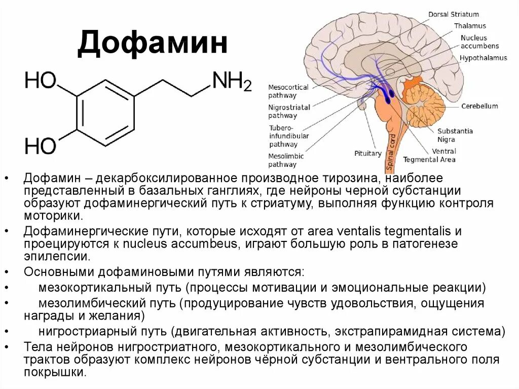 Центр эндорфин. Дофамин нейромедиатор функции. Дофамин функции гормона. Функции дофамина биохимия. Биохимия мозга серотонин дофамин.