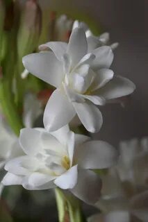Blooming plants