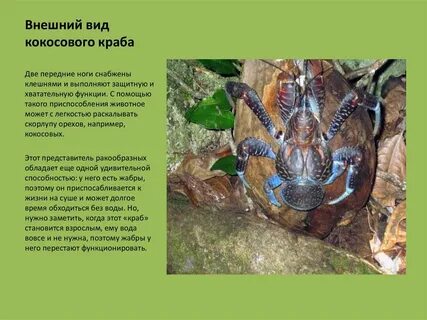 В честь кого названа разновидность краба