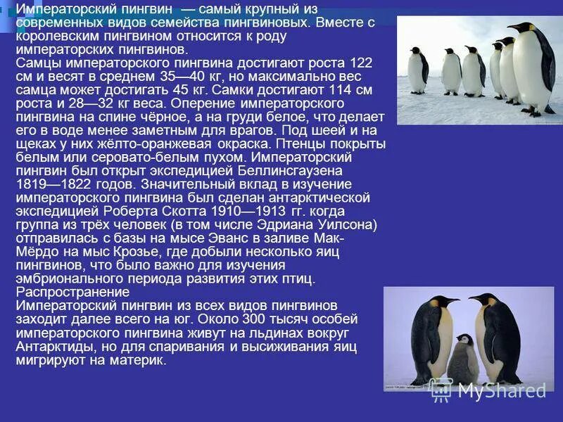 Сообщение о животных антарктиды. Пингвины в Антарктиде описание. Императорский Пингвин сообщение. Императорский Пингвин красная книга краткое описание для детей 2. Пингвины из Антарктиды характеристика.