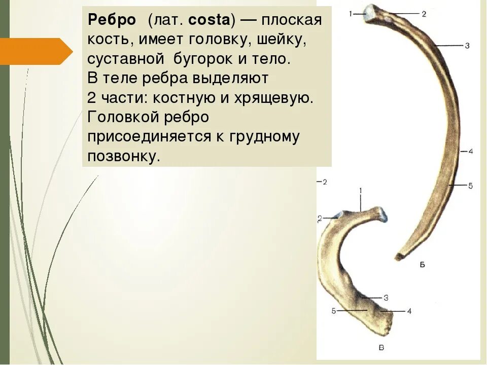 Левое и правое ребро. Строение ребра. Головка первого ребра. Суставная поверхность бугорка ребра. Строение 1 ребра.