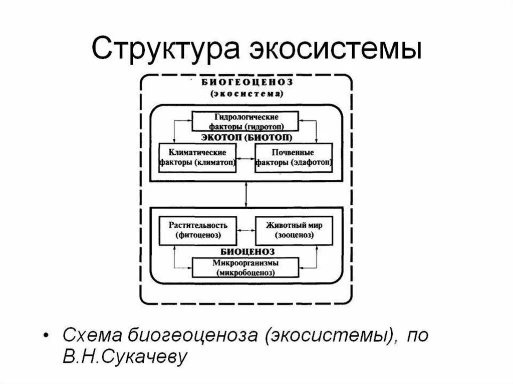 Основные структурные компоненты биогеоценоза. Схема биогеоценоза по в.н Сукачеву. Структура биогеоценоза схема по Сукачеву. Схема функциональной структуры экосистемы. Схема биогеоценоза (по в.н. Сукачеву, 1972).