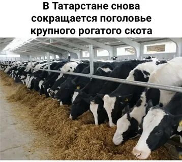Наибольшим поголовьем крупного рогатого скота обладают
