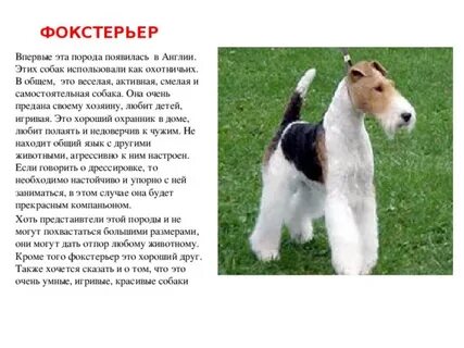 Собаки дон дон