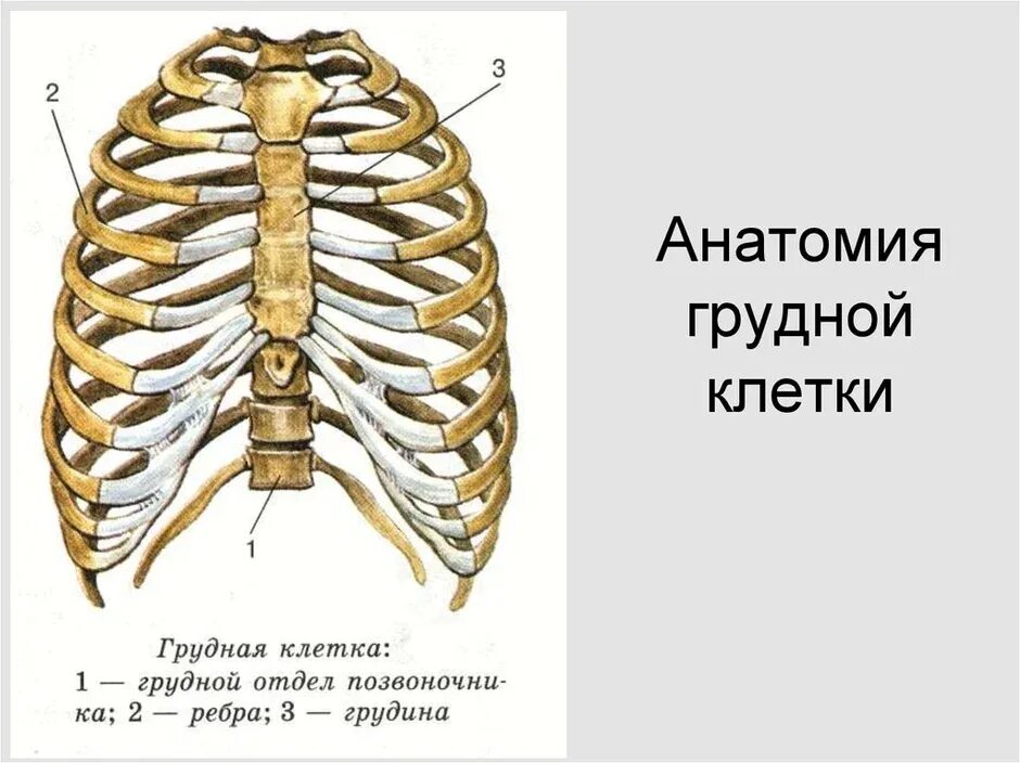 Скелет грудной клетки плакат глянцевый А1/А2 " Купить оптом и в розницу " Цена о