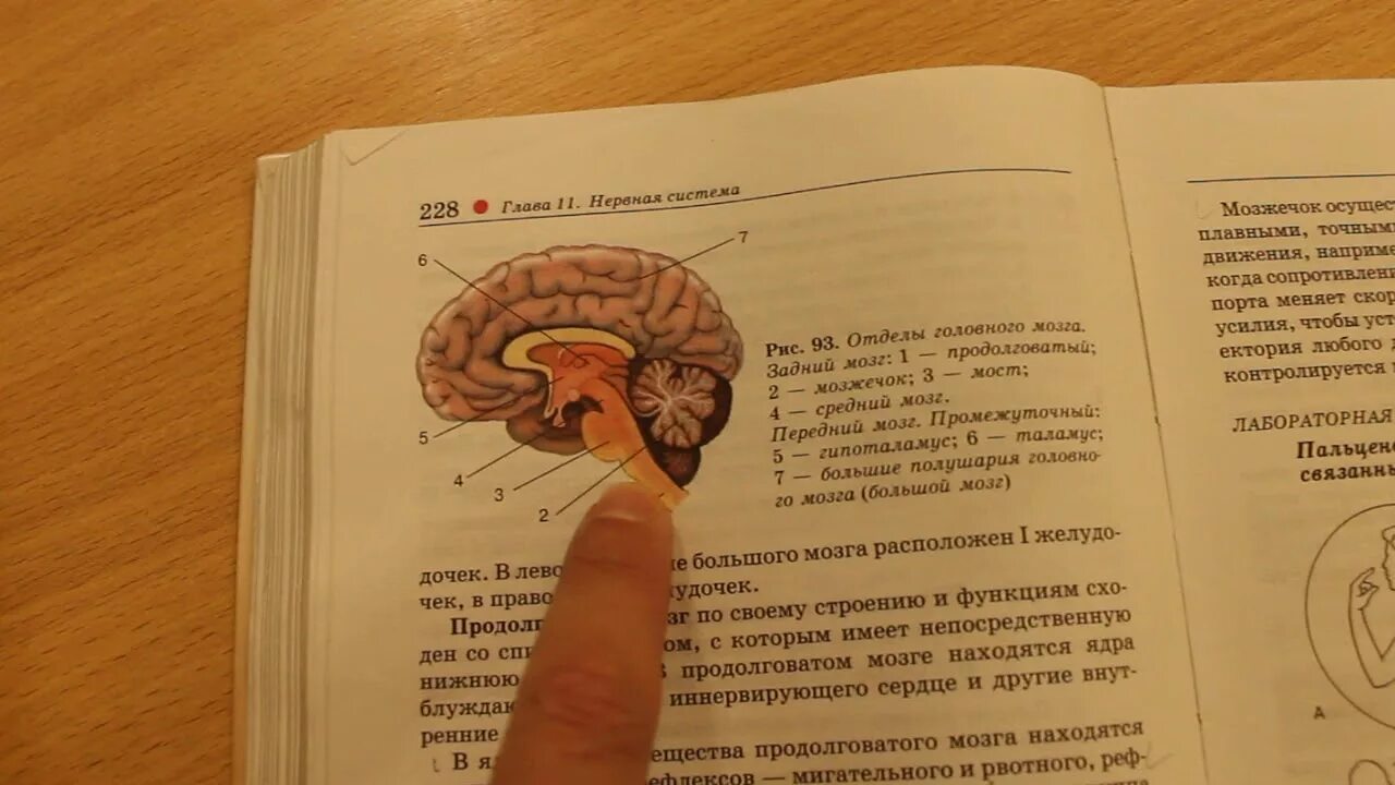 Тест по биологии головной и спинной мозг. Головной и спинной мозг ЕГЭ биология. Мозг ЕГЭ. ЕГЭ биология анатомия мозга. Строение мозга биология ЕГЭ 2023.