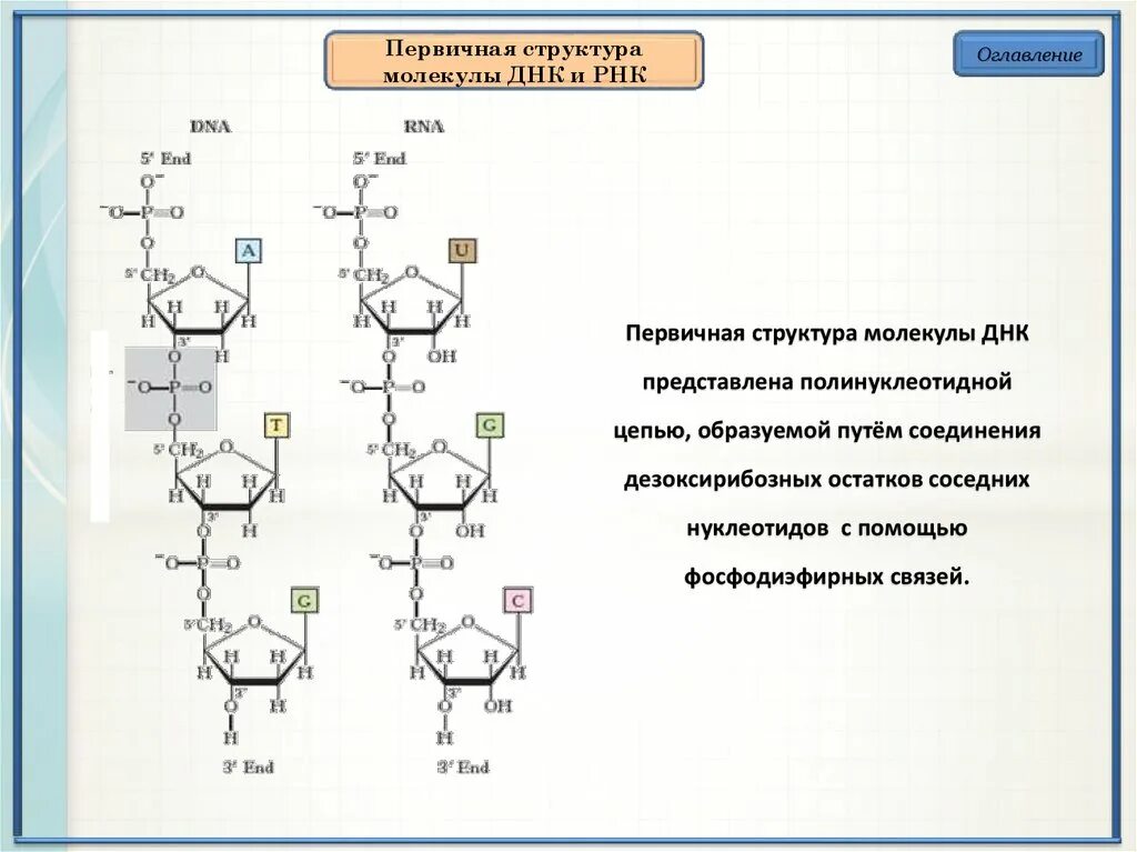 Различия первичной структуры ДНК И РНК. Первичная структура ДНК биохимия. Фрагмент первичной структуры РНК. РНК нуклеотиды азотистое основание.