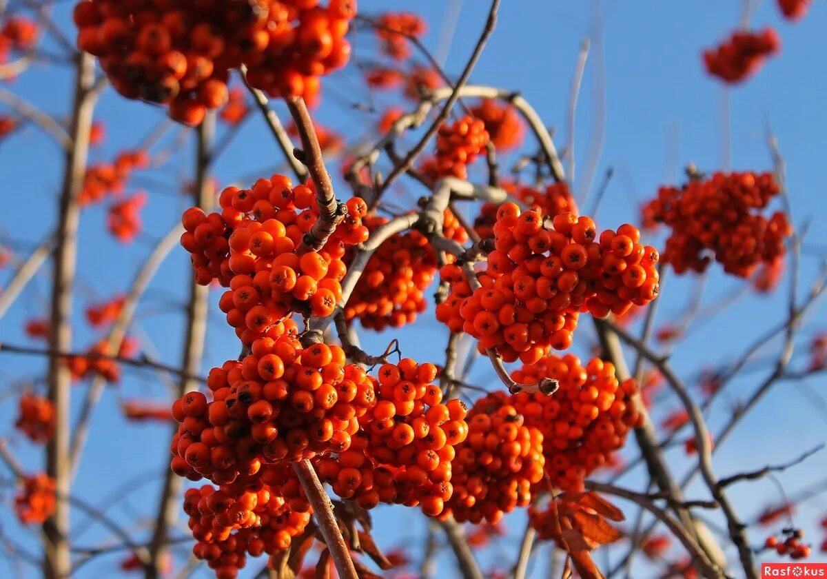 костер рябины красной сумерки года язык пламени. костер рябины красной сумерки года язык пламени. костры рябин. костер рябины красной сумерки года язык пламени. костер рябины красной.