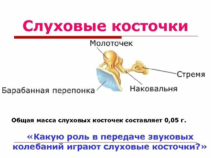 Слуховые косточки выполняют функцию. Стремечко функции. Слуховые косточки. Молоточек наковальня стремечко. Ушные слуховые косточки.