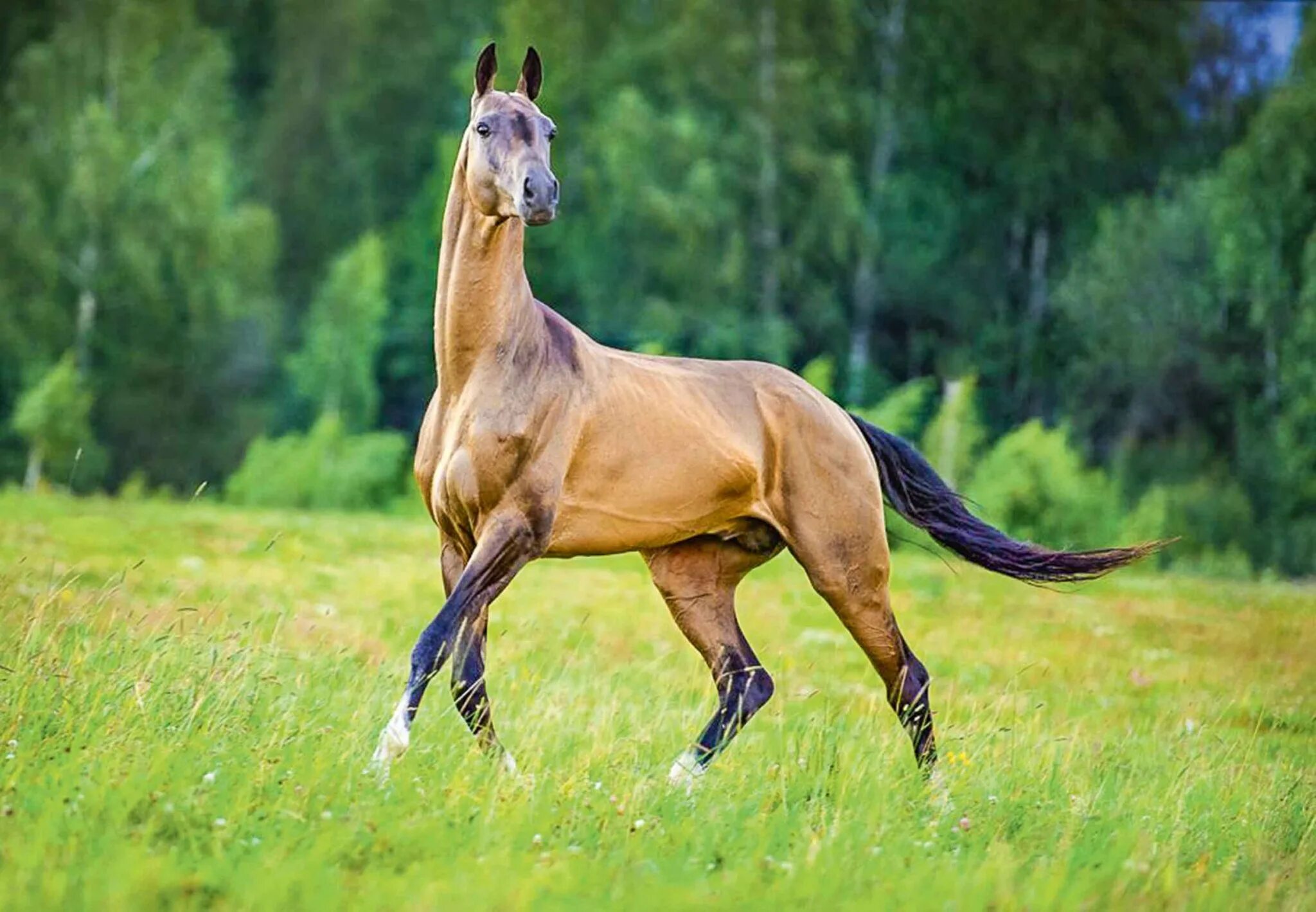 порода коней ахалтекинец. порода лошадей ахалтекинец. ахалтекинская лошадь породы лошадей. буланый ахалтекинец. гнедой ахалтекинец.