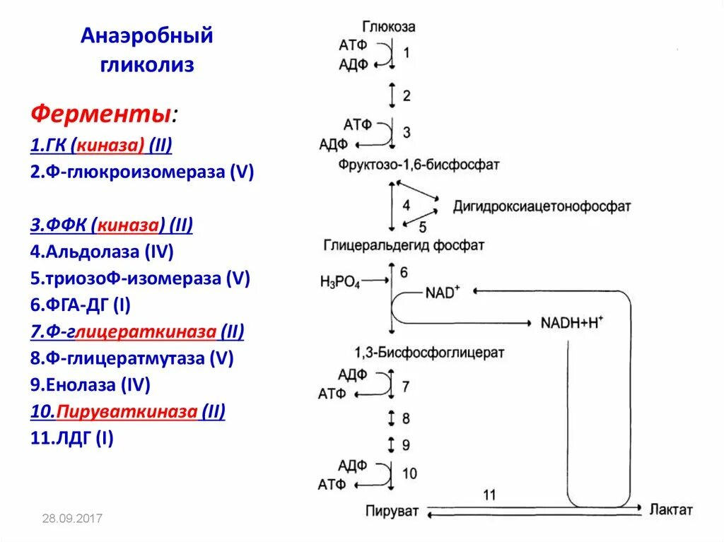 Установите последовательность этапов окисления молекул крахмала. Анаэробный распад Глюкозы биохимия. Схема схема анаэробного гликолиза. Гликолиз схема с ферментами. Ферменты анаэробного гликолиза.