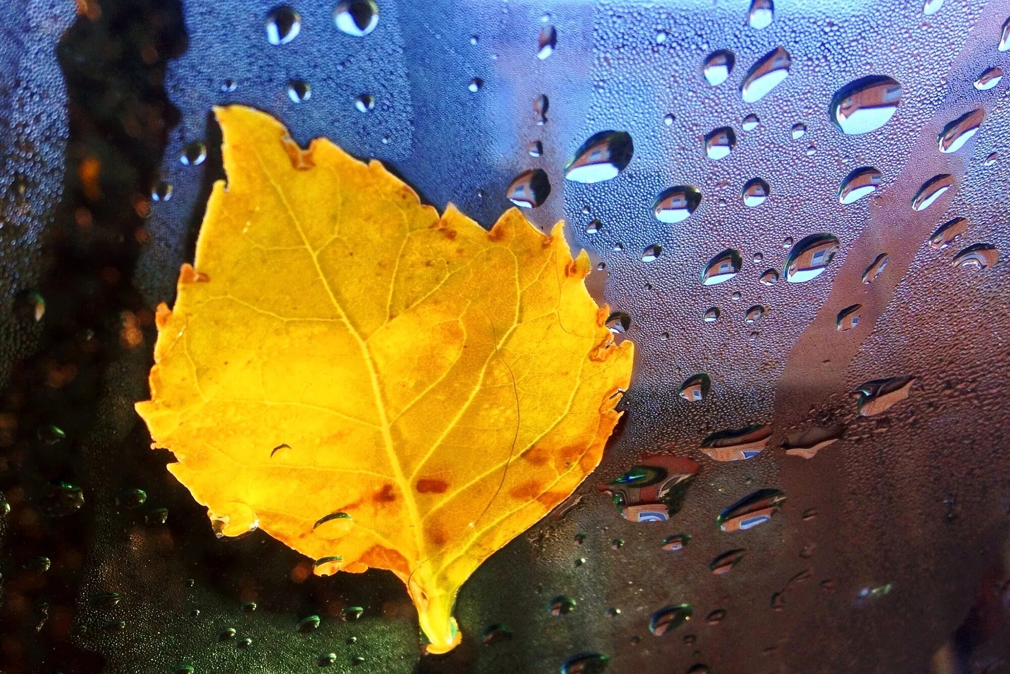 листья желтые дождь. осень дождь. осенний ливень. листья желтые дождь. листья желтые дождь.