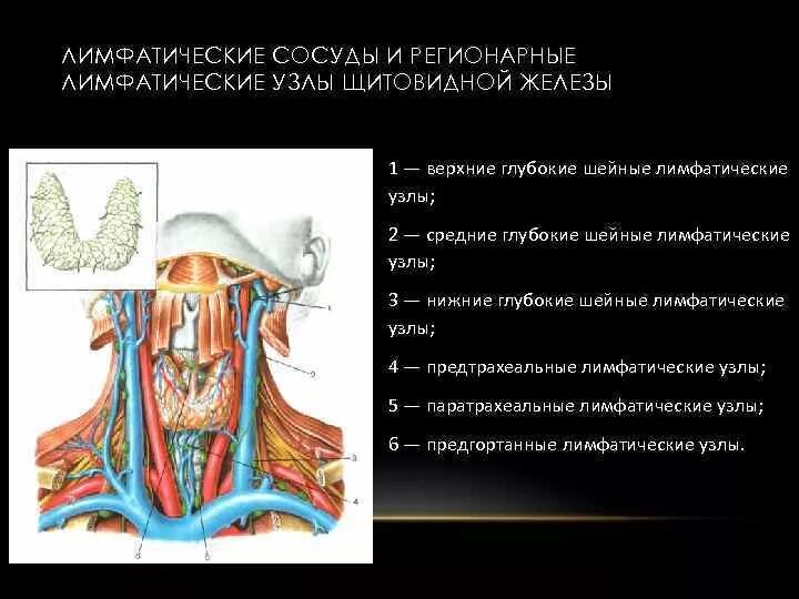 Щитовидная железа узи лимфоузлы. Лимфатическая система щитовидной железы анатомия. Топография регионарных лимфатических узлов. Претрахеальные лимфатические узлы анатомия. Хирургическая анатомия щитовидной железы лимфоотток.