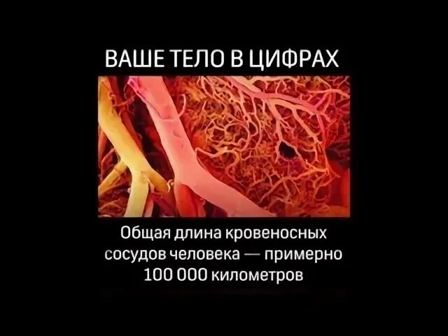 Организм в цифрах