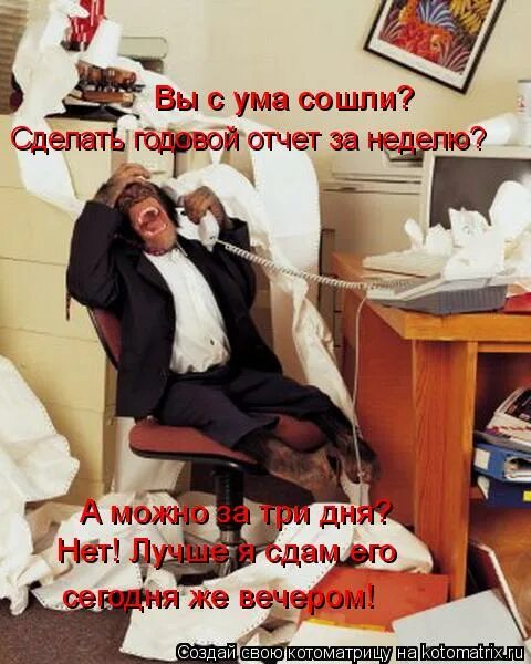 Схожу с ума прикольные. Обезьяна в офисе. схожу с ума от работы. обезьяна в офисе прикол. сошел с ума на работе.