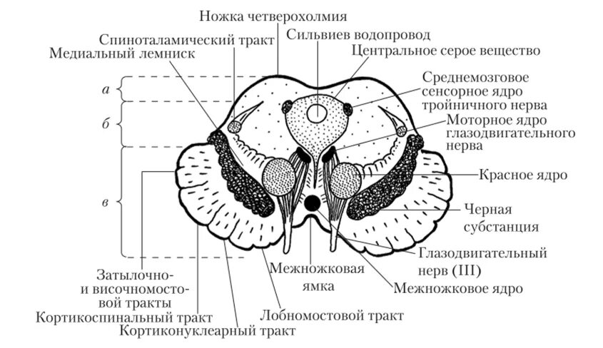 Мозг имеет полость. Поперечный срез среднего мозга схема. Средний мозг схема. Схема строения среднего мозга. Средний мозг анатомия внутреннее строение.