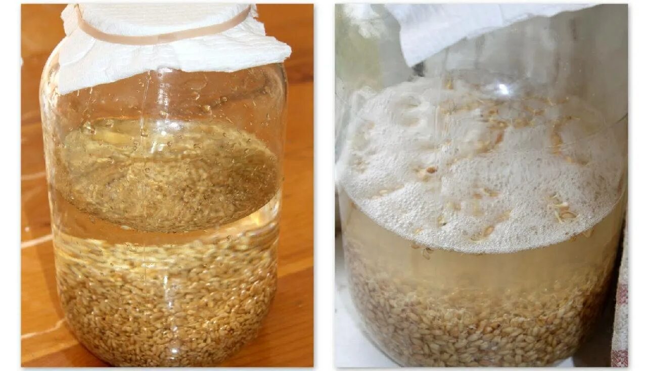 Зерновая брага на диких дрожжах пшеницы. Зерновая брага без дрожжей. Самогон на пшенице. Брага на пророщенной пшенице. Солод пшеничный пророщенный.