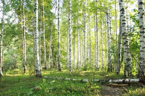 Березовые рощи в гатчинском районе