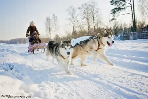 Хаски спб