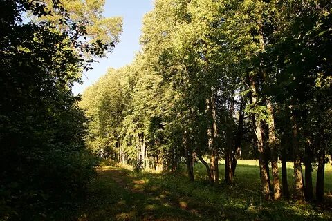 Летов подмосковье