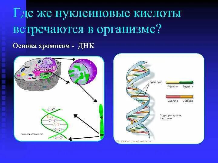 Рибосомы содержат нуклеиновых кислот. Нуклеиновые кислоты днк. нуклеиновые кислоты хромосомы. нуклеиновые кислоты в ядре. нуклеиновые кислоты под микроскопом.