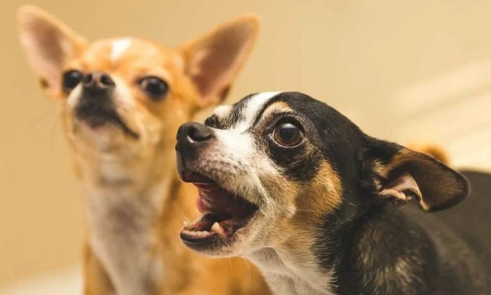 Город собак. Много собак. Собрание собак. Лающая собака. Собака гавкает.