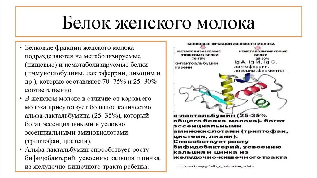 Фракции белков молока. Белок женского грудного молока. Фракции коровьего молока белковые. Белок женского молока и коровьего молока.