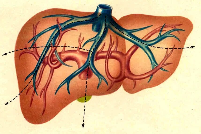 Печень расширены вены. Воротная Вена печени анатомия. Портальная система печени анатомия. Печеночная Вена анатомия. Воротная Вена печени сегменты.