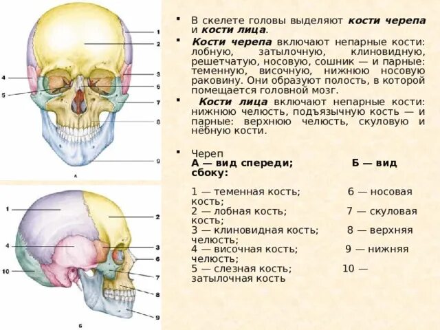 Кости лицевого черепа парные и непарные. Кости черепа сошник. Парные и непарные кости мозгового отдела черепа. Клиновидная и решетчатая кости черепа. Парной костью являются