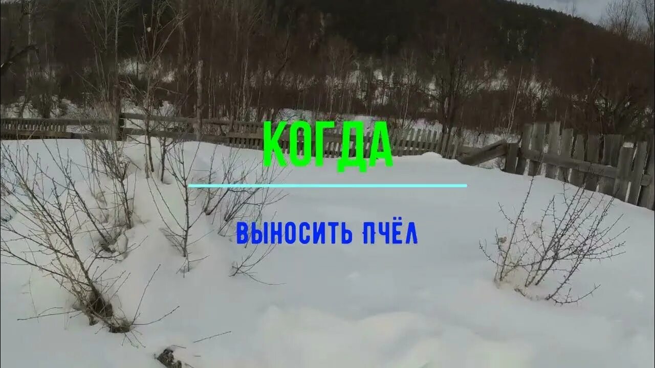 Когда выносить пчел. Вынос пчел из омшаника. Когда выносить пчел из омшаника весной в Сибири. Когда выносить ульи из омшаника. Когда пчелы начинают облет весной в Сибири.