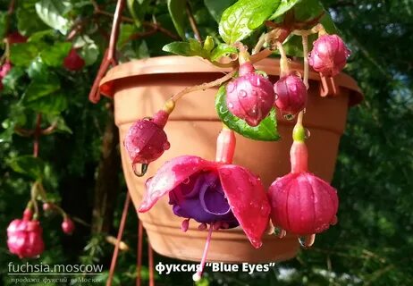 Eye фуксия