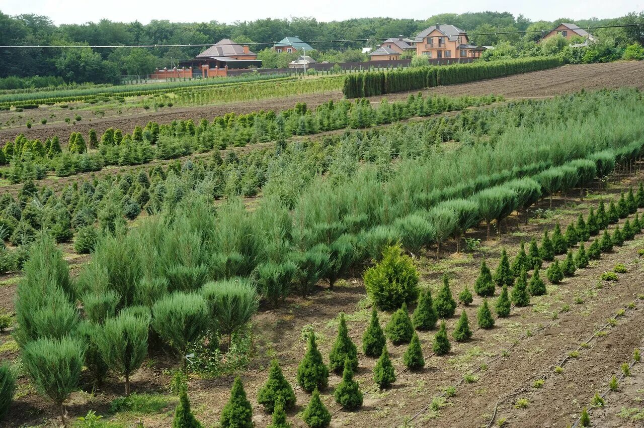 с. армавирский совхоз декоративных культур. армавир питомник растений. питомник растений в краснодаре хутор ленина. армавир питомник растений им плохова.