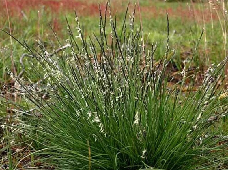 Зубровка злак. Белоус (Nardus stricta). Зубровка душистая. Зубровка душистая трава.