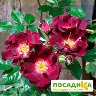 Роз найт
