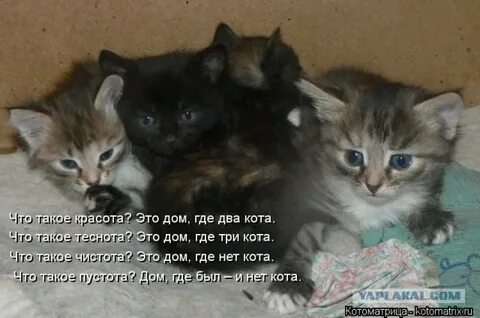 Где кот 2