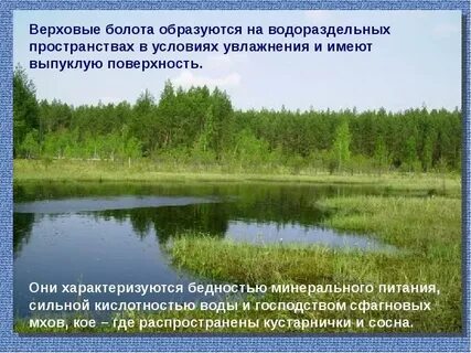 Где образуются верховые болота