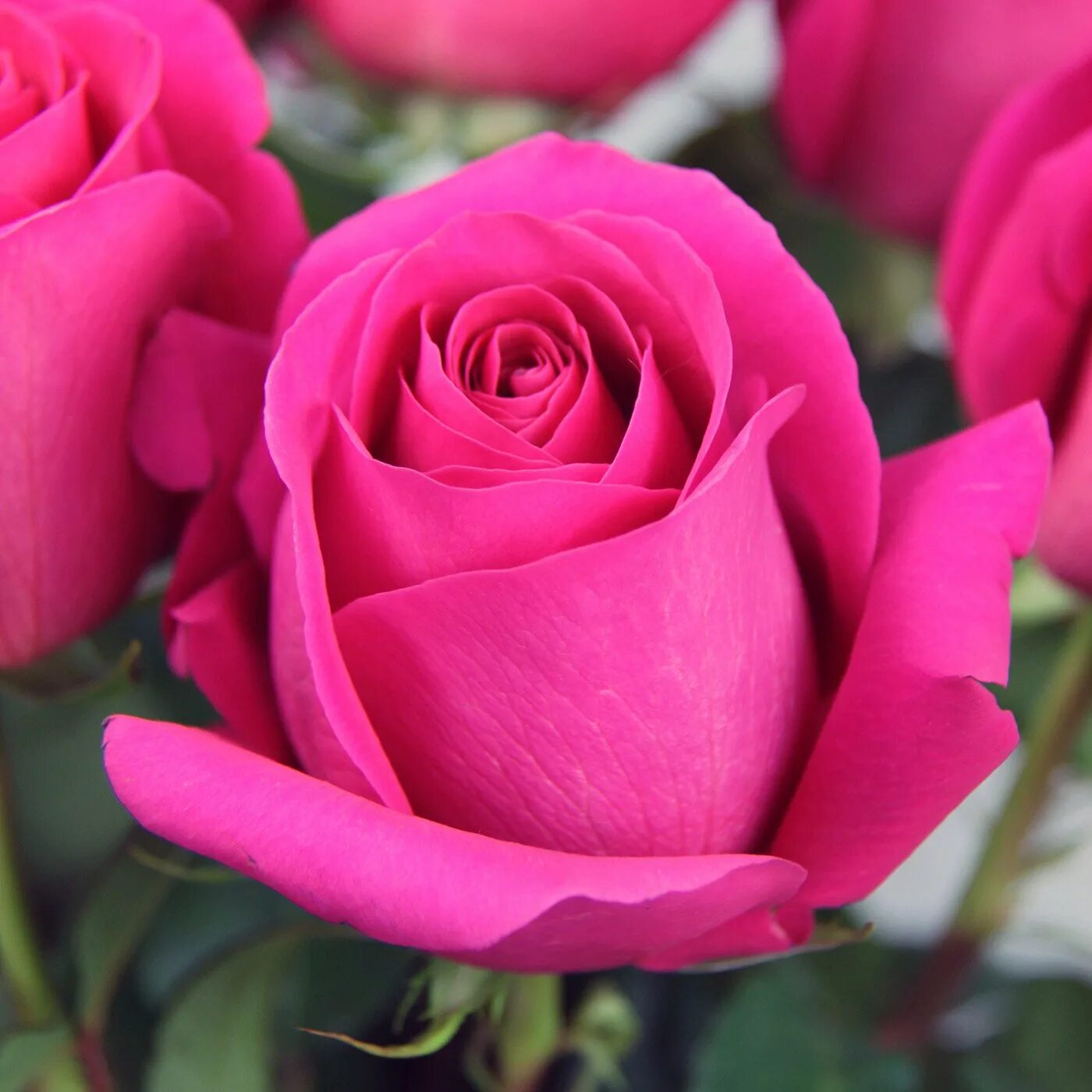 роза вивьен роуз. роза "пинк флойд". сорт розы хермоза. роза малиновая чайно гибридная. роза коралловая чайно гибридная.