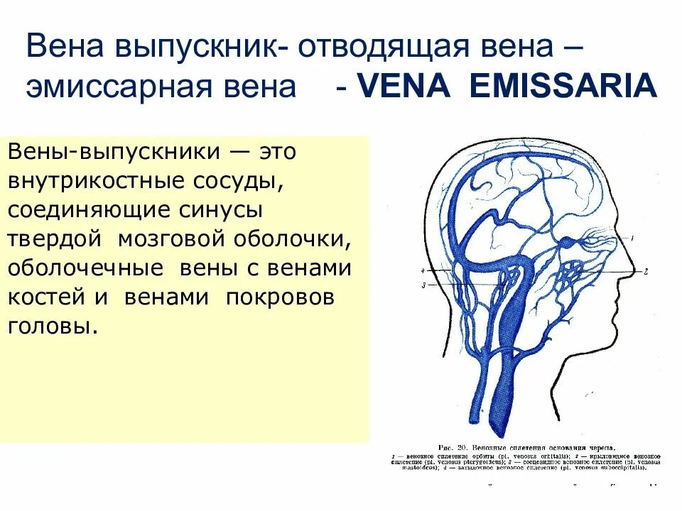 Лобная диплоическая вена. Эмиссарную вен. Оболочки головного мозга эмиссарная вена. Эмиссарные вены и диплоические вены. Лобная диплоическая вена.